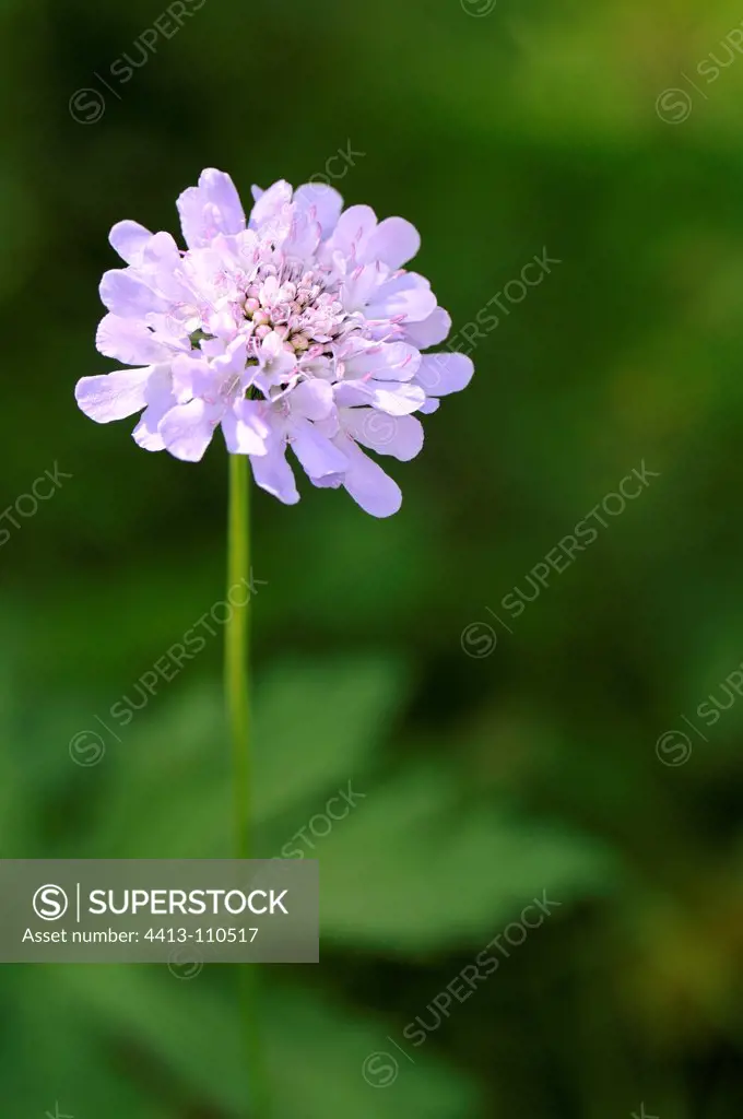 Wood scabious in bloom in spring