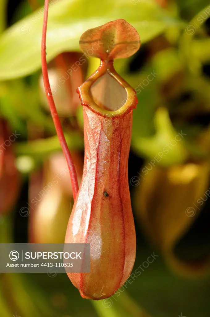Closeup of Nepenthes