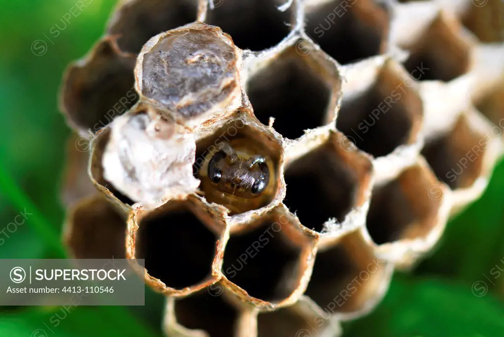 Young wasp larva in a cell of a nest of wasps