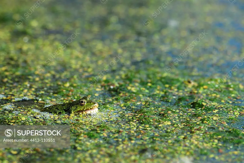 Frog surface of a pond covered with duckweed