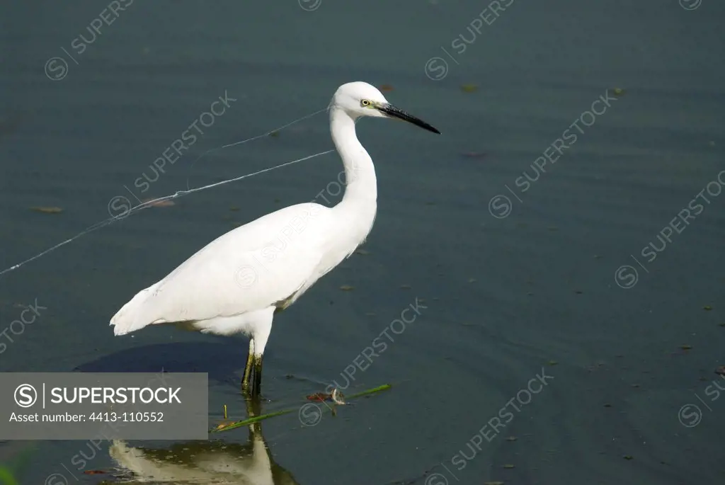 Great Egret and wire spider web around the neck