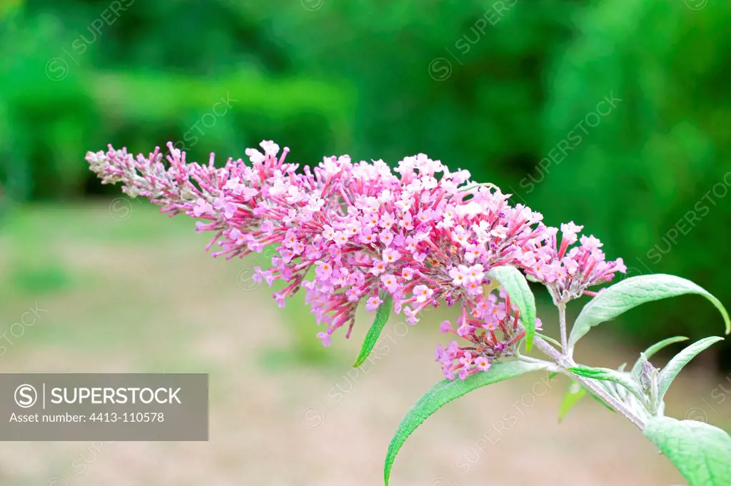Orange eye butterflybush 'Pink Pearl' in bloom in a garden