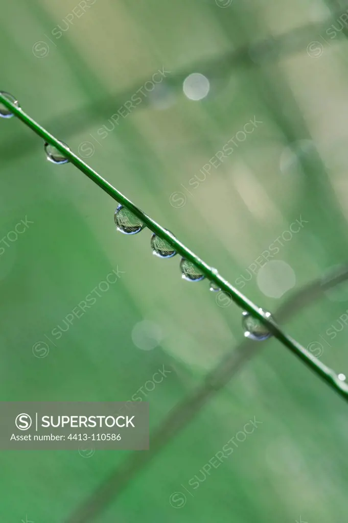 Water drops on stems in a garden