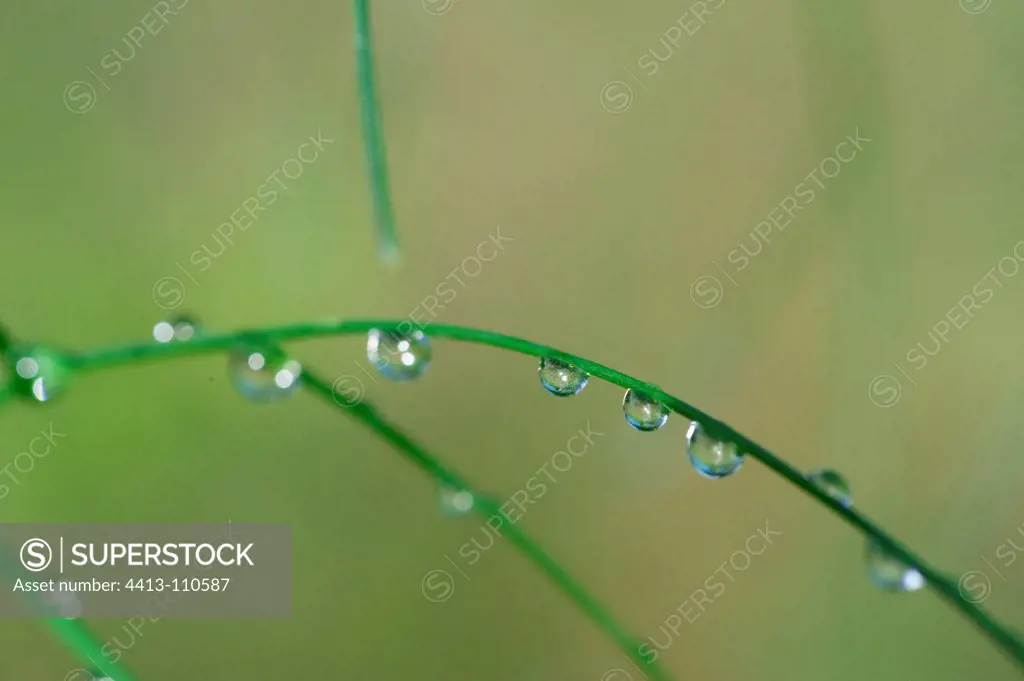 Water drops on grass in a garden