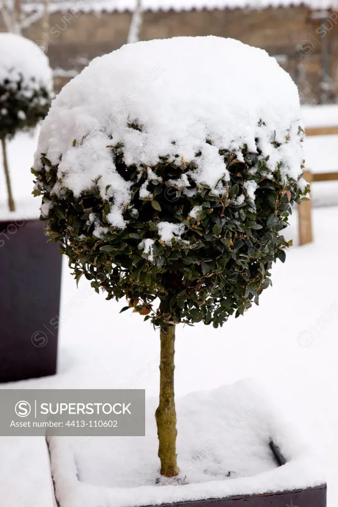 Comon box under snow in a garden