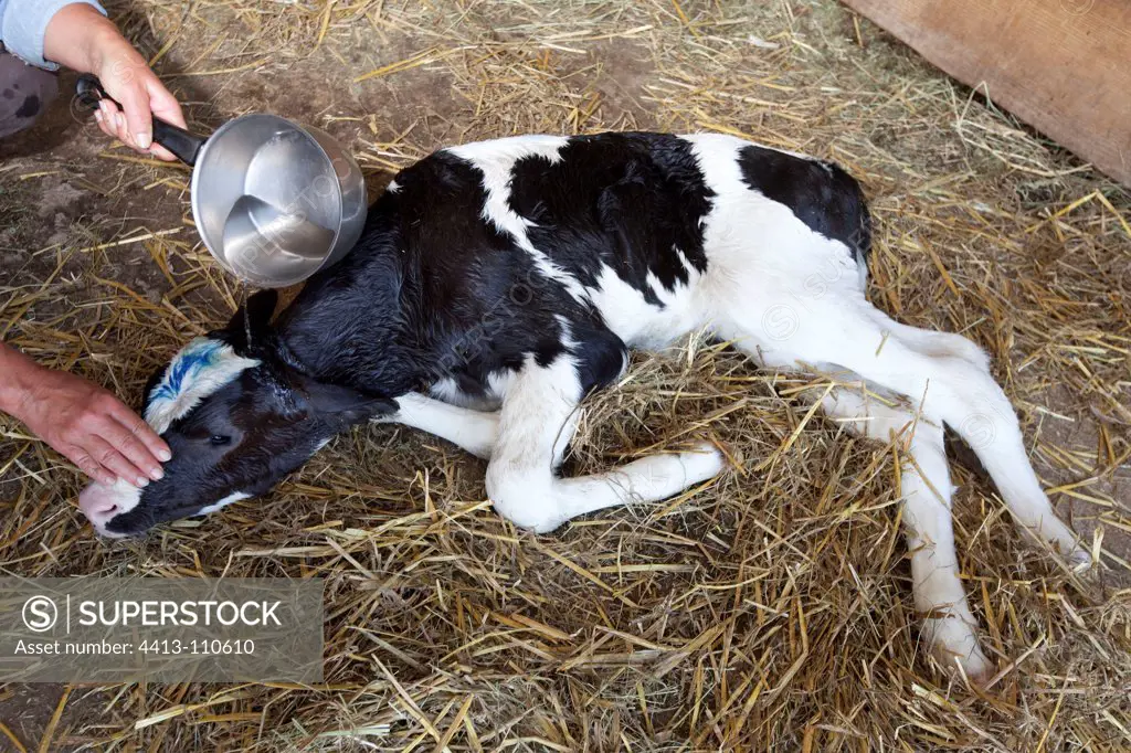 Resuscitation of a newborn calf suffering from anoxia France
