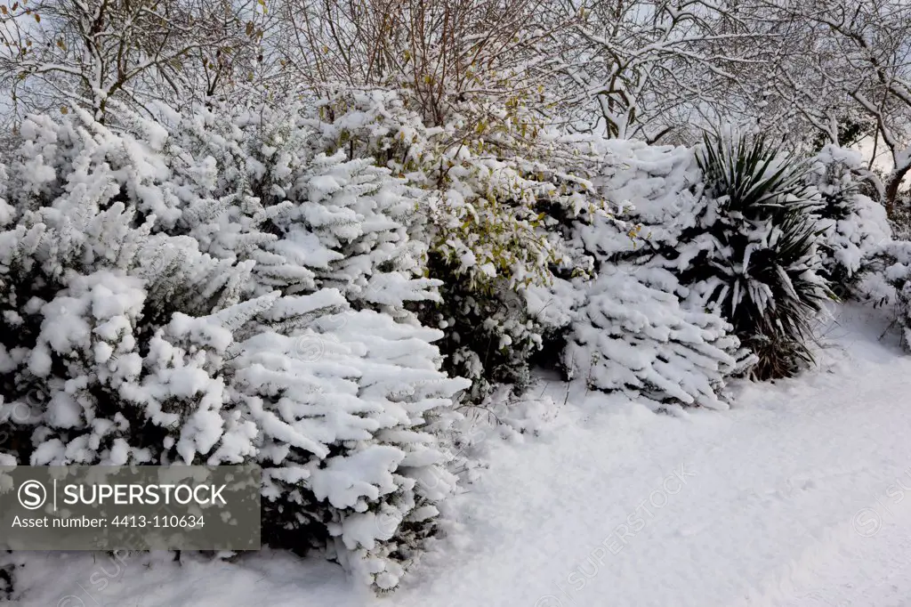 Rosemary and yucca garden under snow in winter