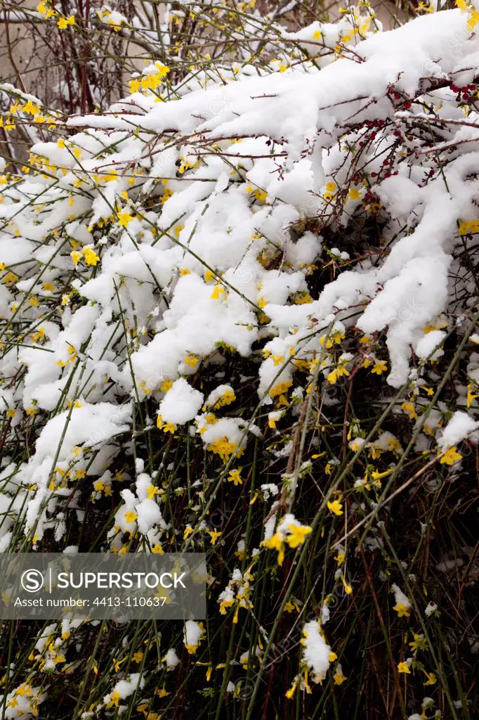 Winter jasmin in bloom under snow in winter