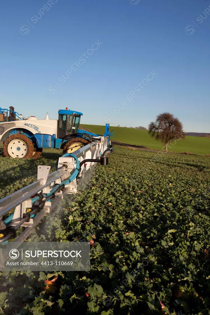 Spraying of herbicide on a field of rapeseed France