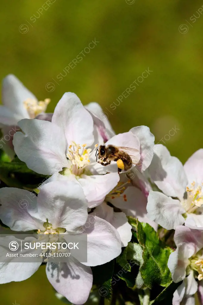 Bee gathering nectar on apple flower France
