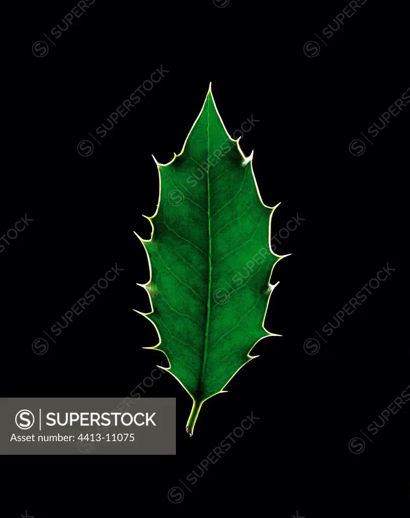 Leaf of English Holly