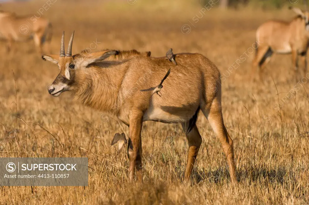 Roan Antelope Busanga Plains Kafue NP Zambia
