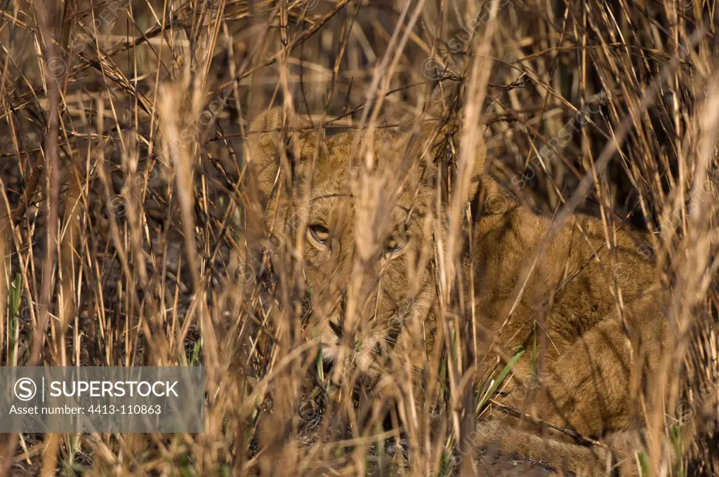 Lion cub hidden Busanga Plains Kafue NP Zambia