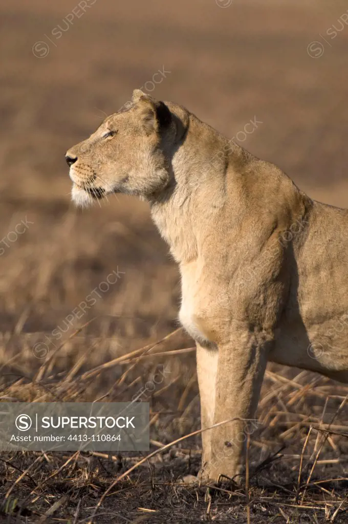 Lionness in the Busanga Plains Kafue NP Zambia