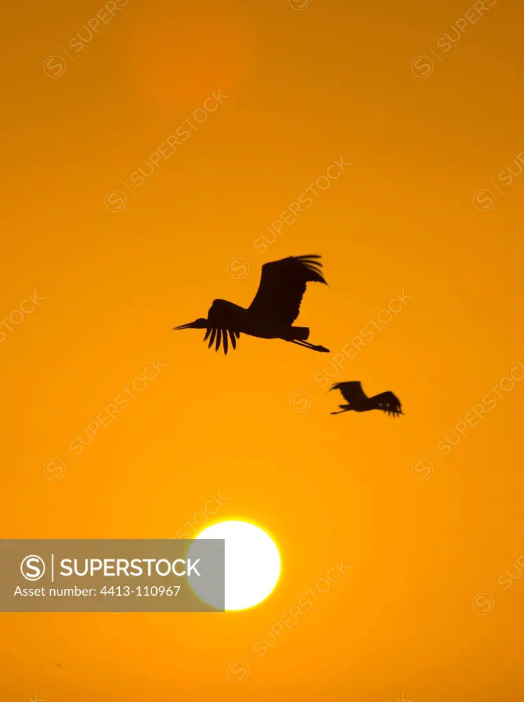 White Storks flying at dusk