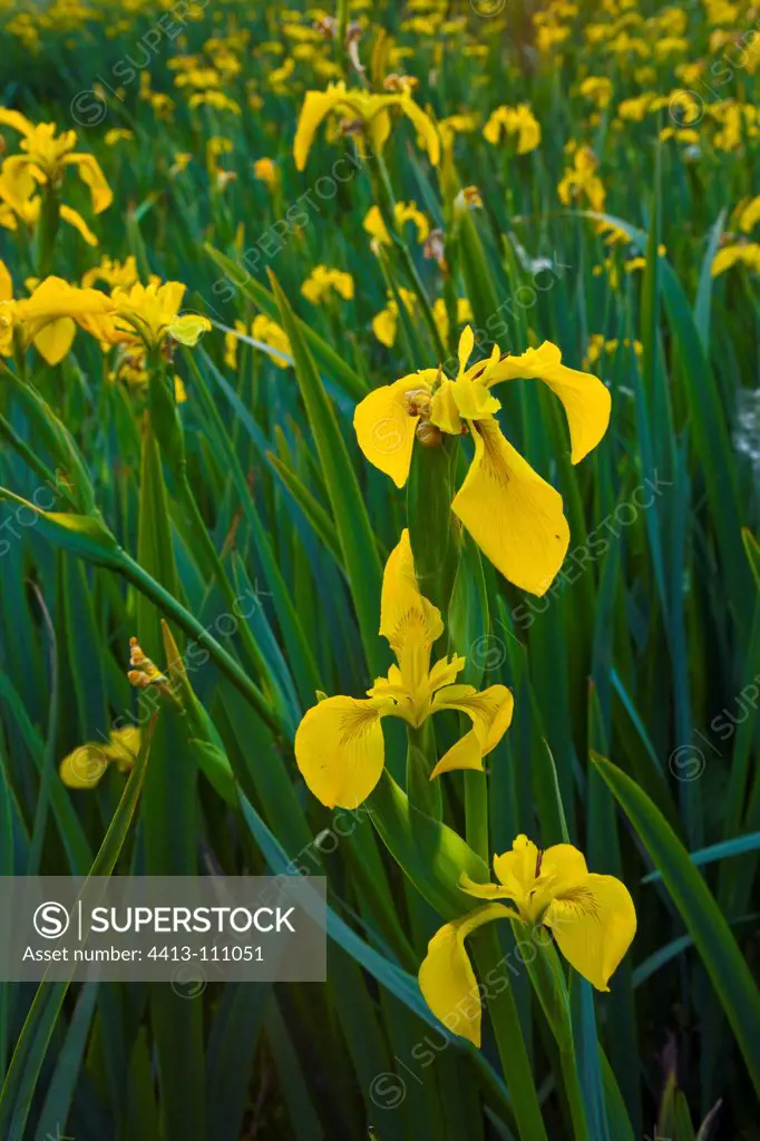 Irises Province of Huelva in Spain