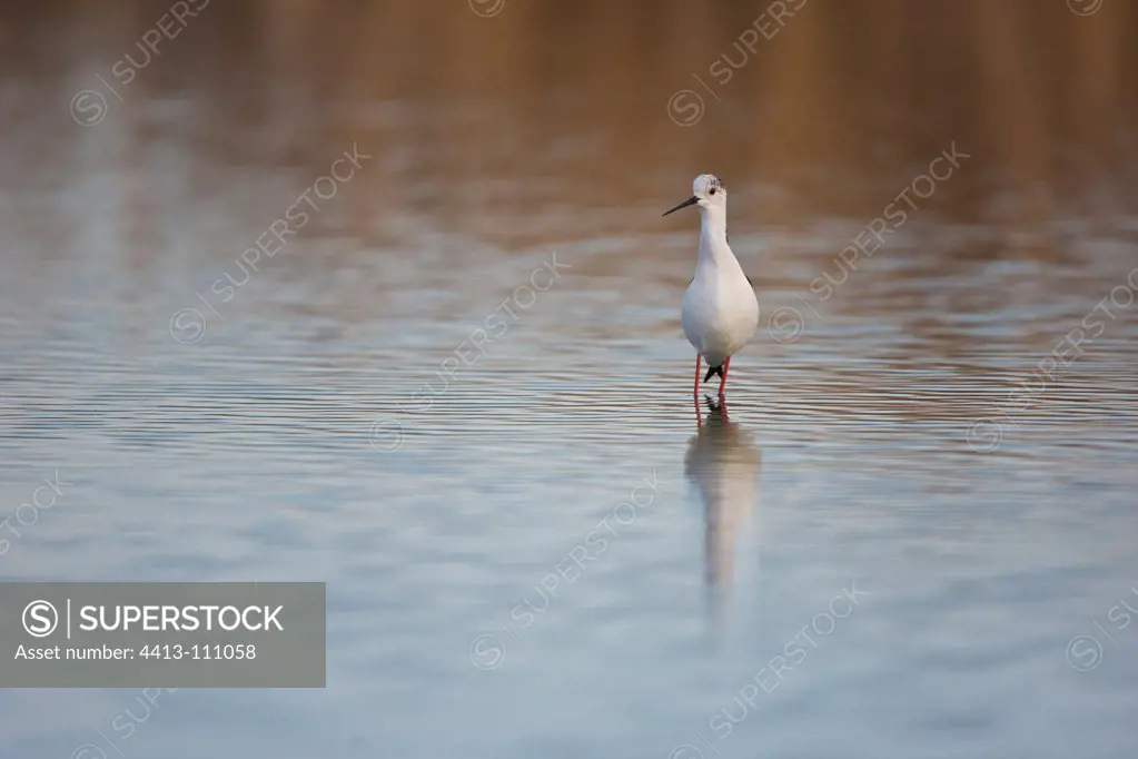 Black-winged Stilt in water Andalusia Spain