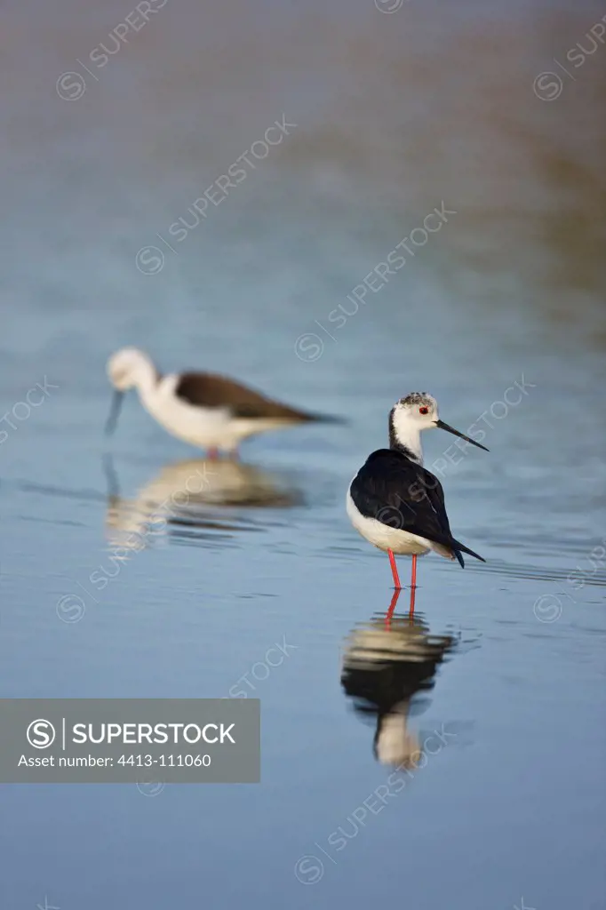 Black-winged Stilts in water Andalusia Spain