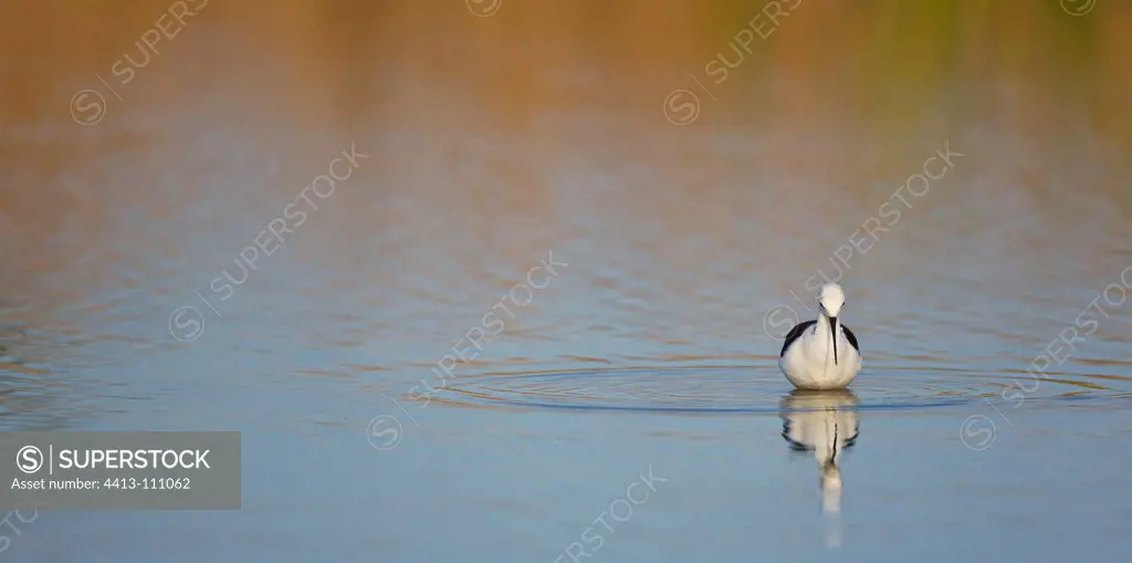 Black-winged Stilt in water Andalusia Spain