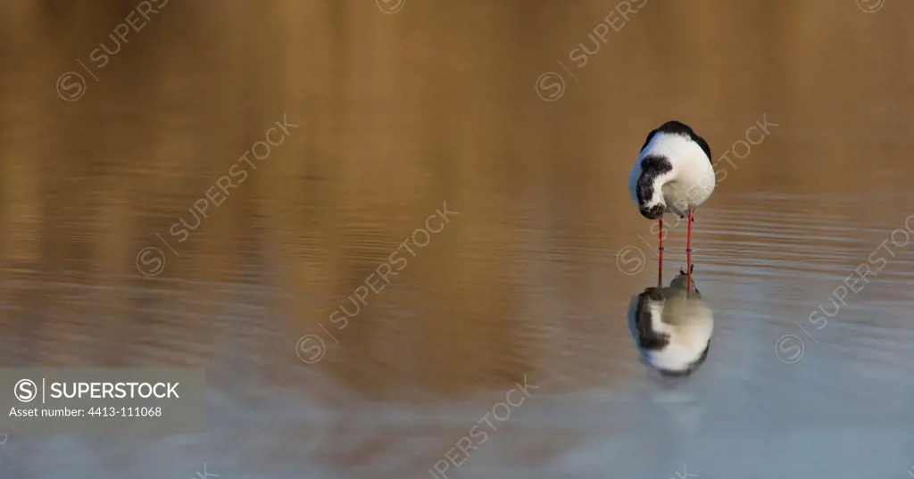 Black-winged Stilt scratching in water Andalusia Spain