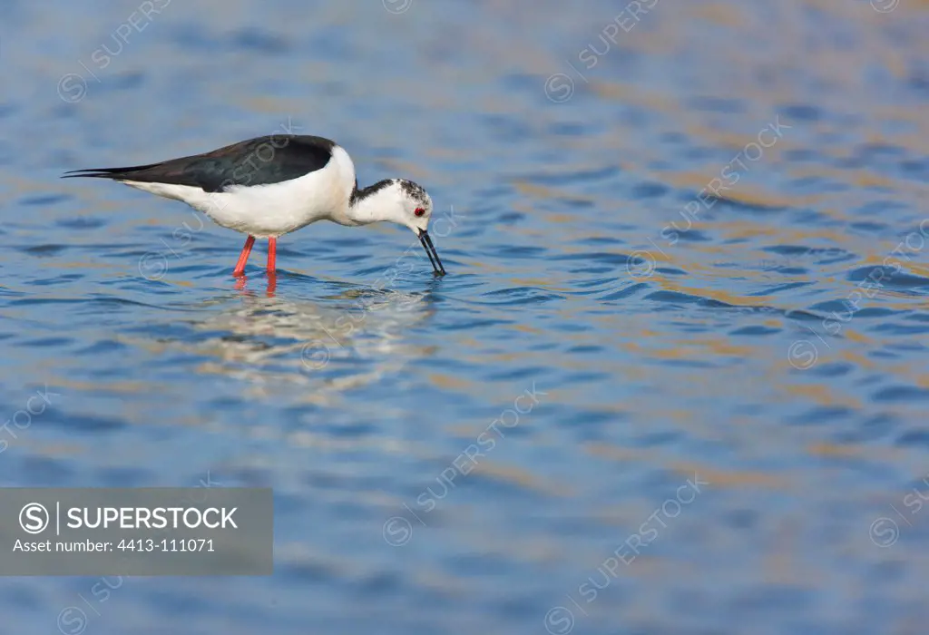 Black-winged Stilt searching food in water Andalusia Spain