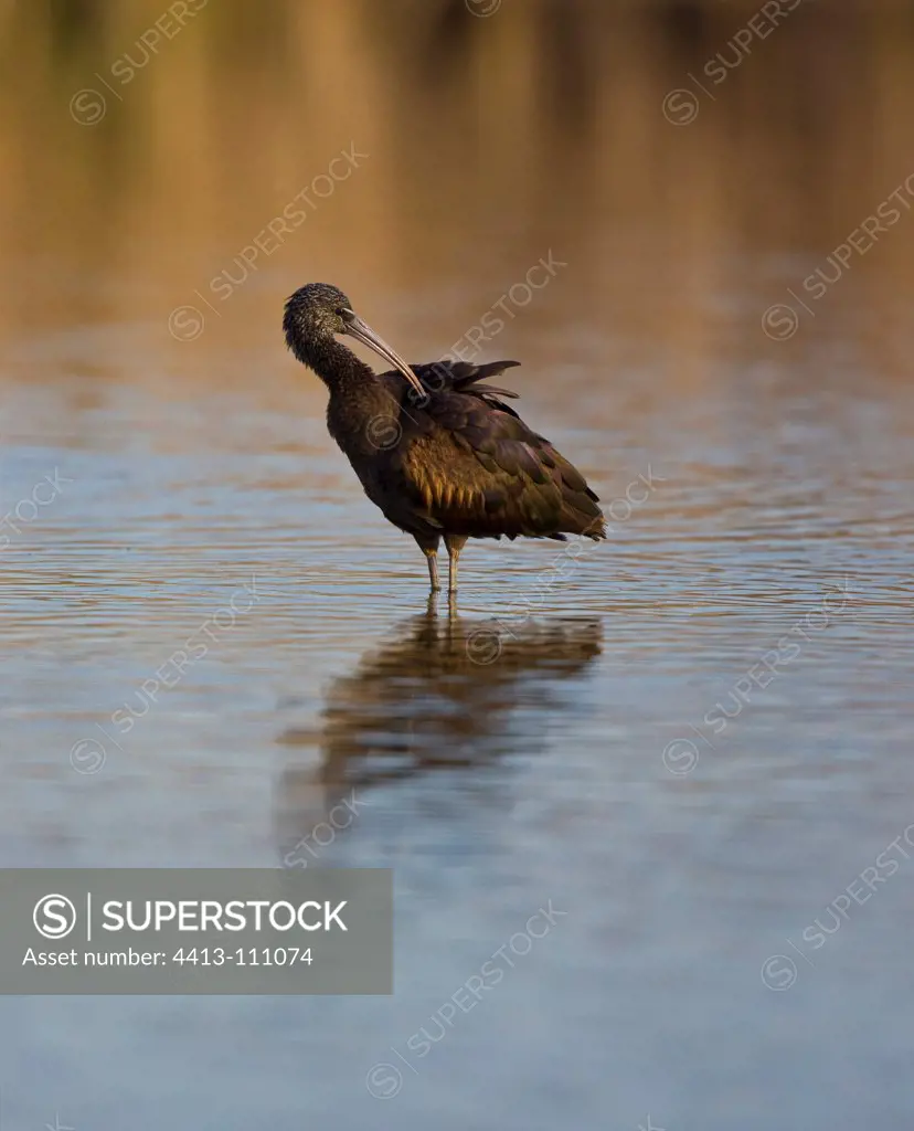 Glossy Ibis scratching in water Andalusia Spain