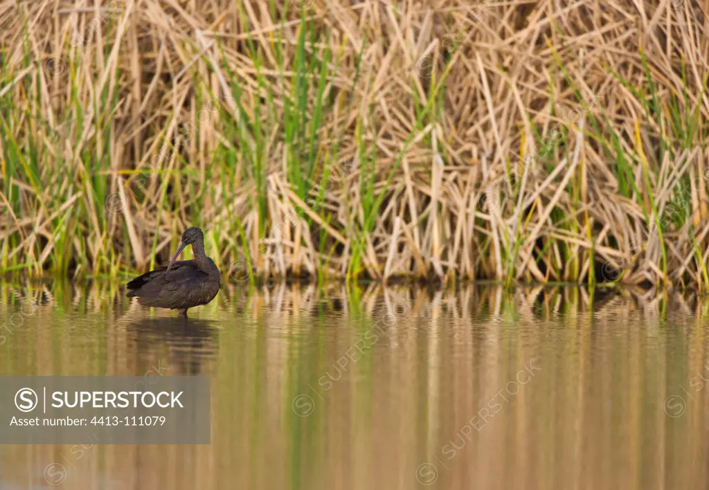 Glossy Ibis near reeds Andalusia Spain