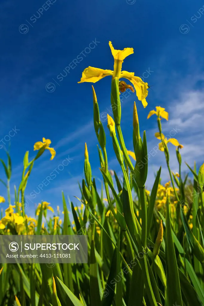 Irises in a marshland area of Andalucia Spain