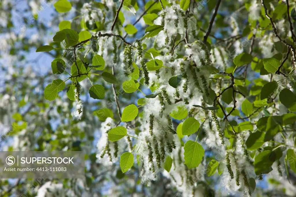 White poplar Andalousia Spain