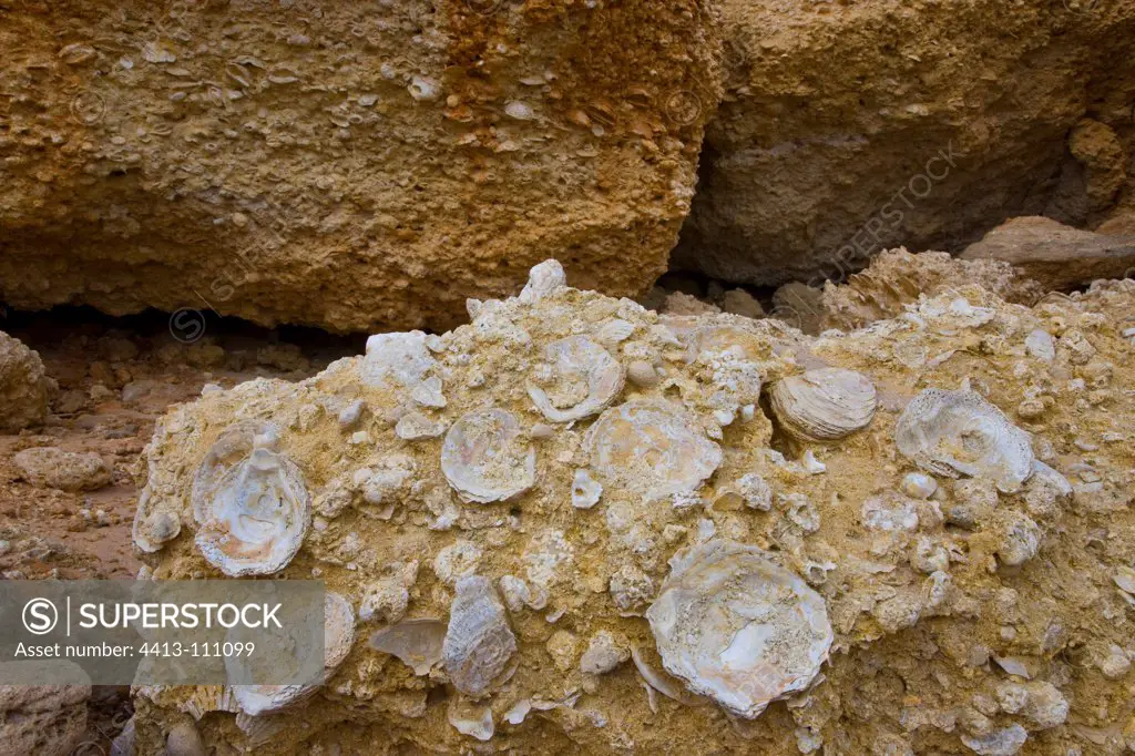 Oyster shells bonded Cabo Roche Costa de la Luz Spain