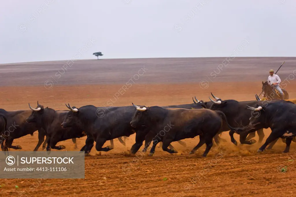 Herd of Bulls in a field Andalusia Spain