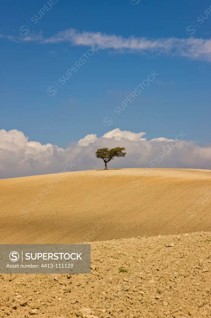 Holly Oak in a field Campina Spain