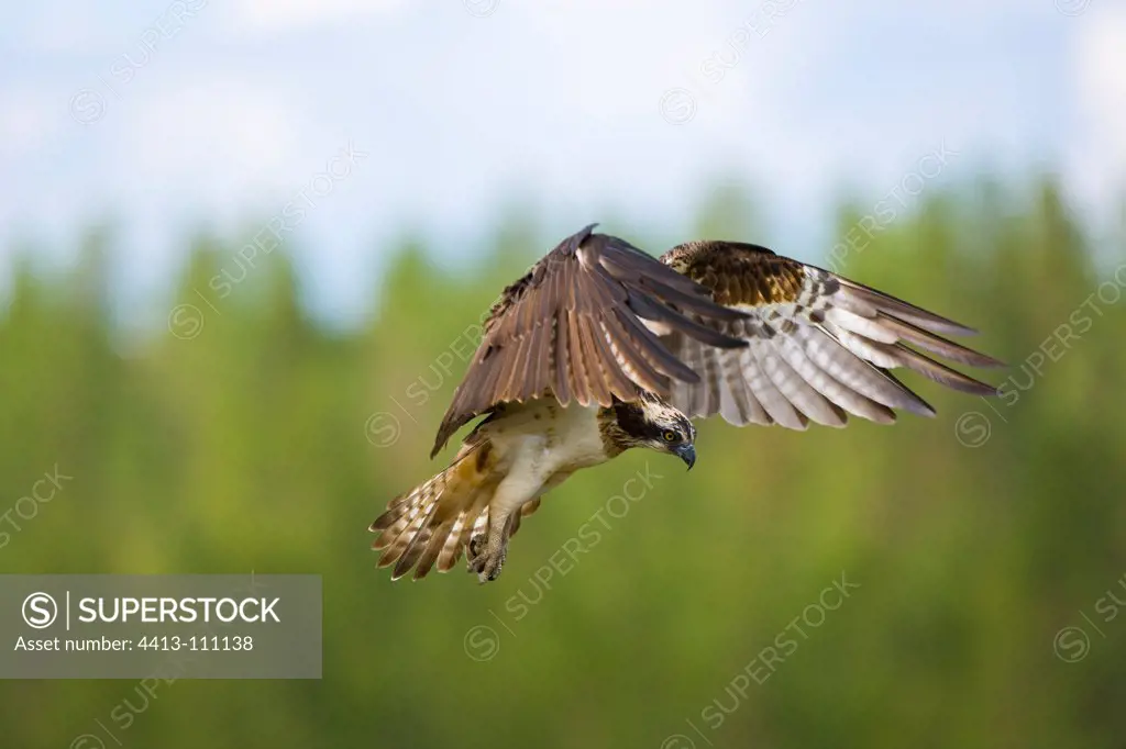 Osprey in flyght Laponia Finlandia