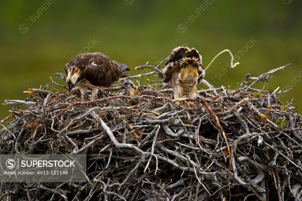 Couple of Osprey landed on their nest Lapland