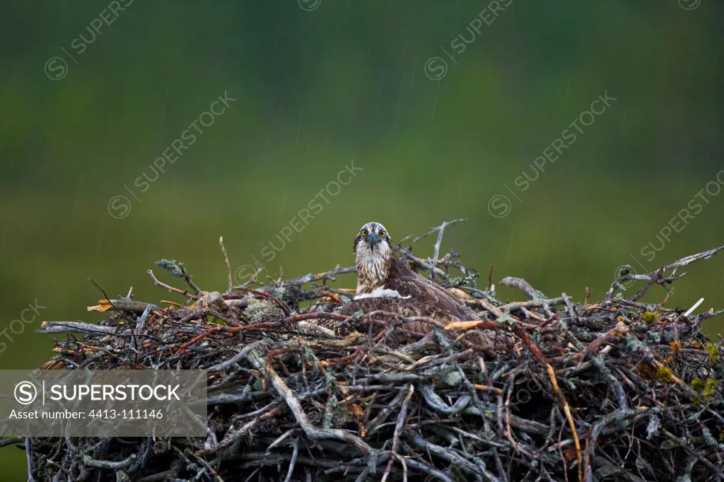 Osprey perched on his nest Finnish Lapland