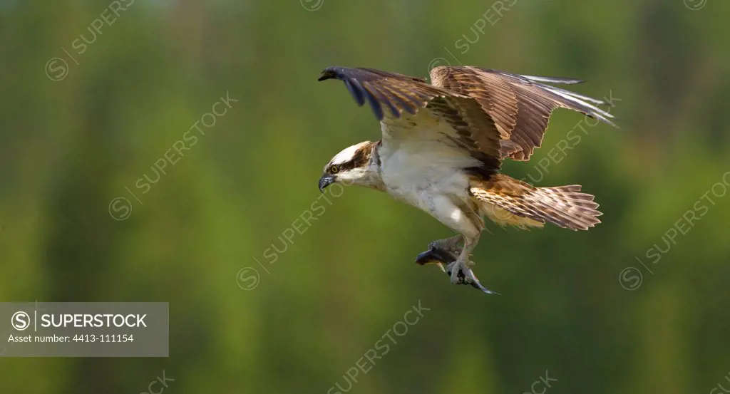 Osprey in flight carrying a prey Lapland