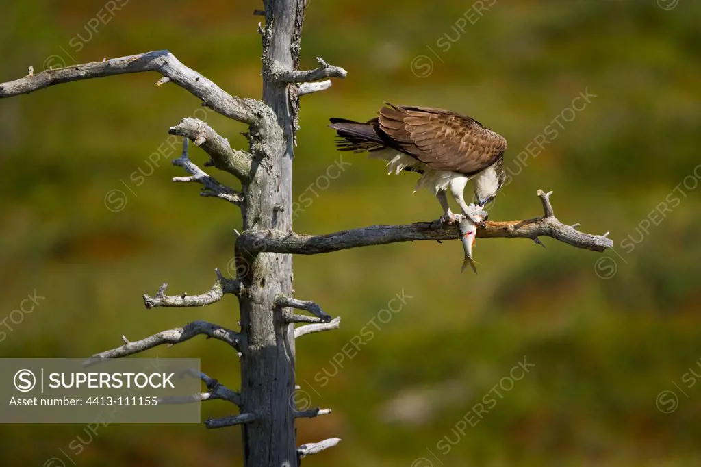 Osprey on a branch and eating a fishLaponia finlandia
