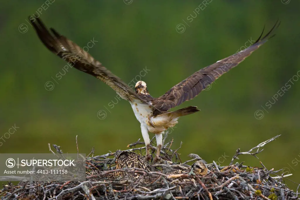 Osprey its nest and flapping their wings Laponia finlandia