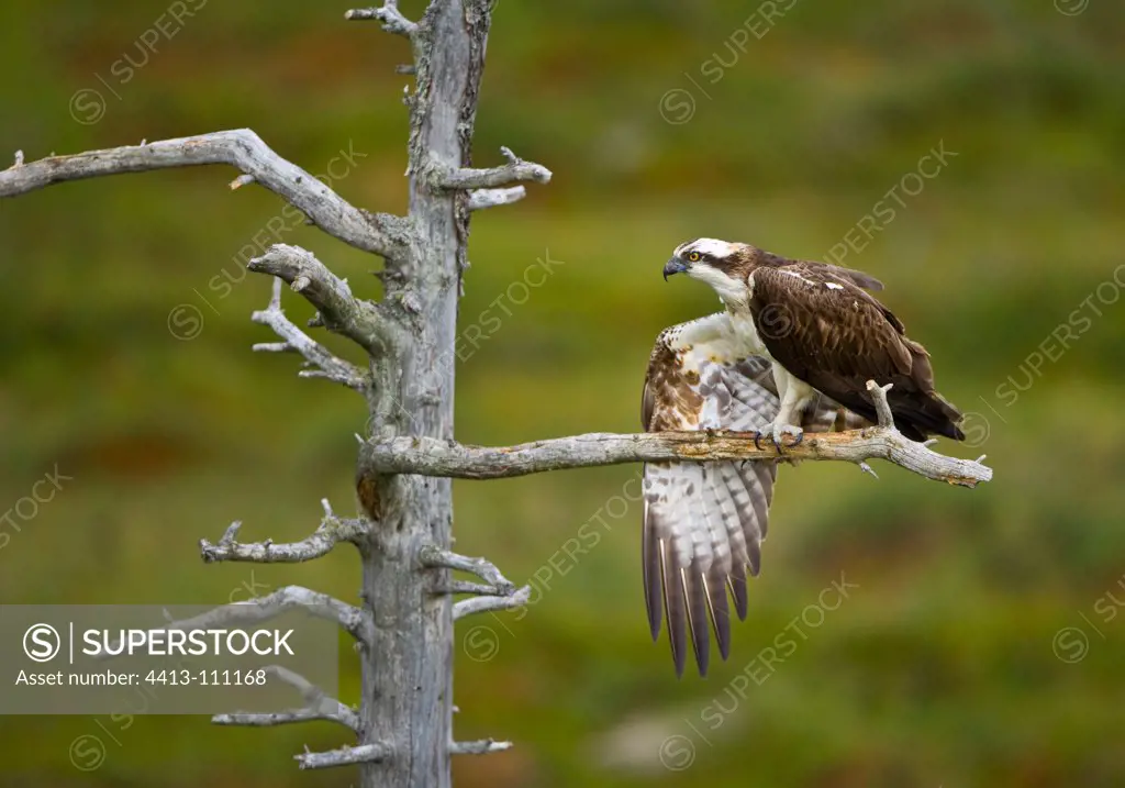 Osprey on a branch grooming Laponia finlandia