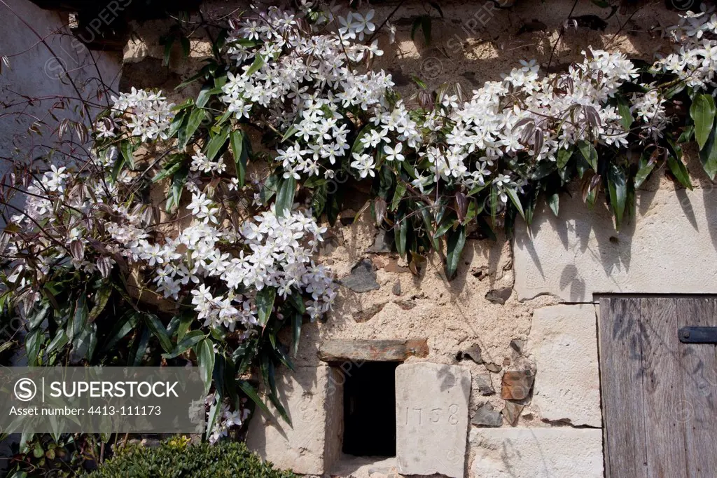 Armand clematis in bloom on a wall