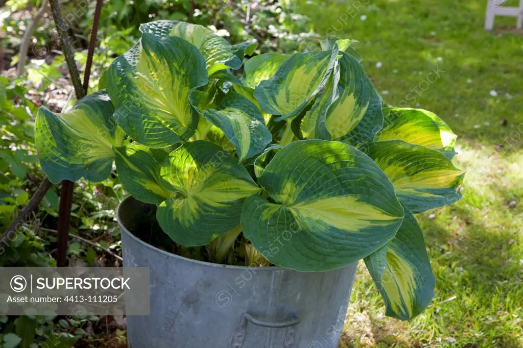 Hosta in a pot in a garden