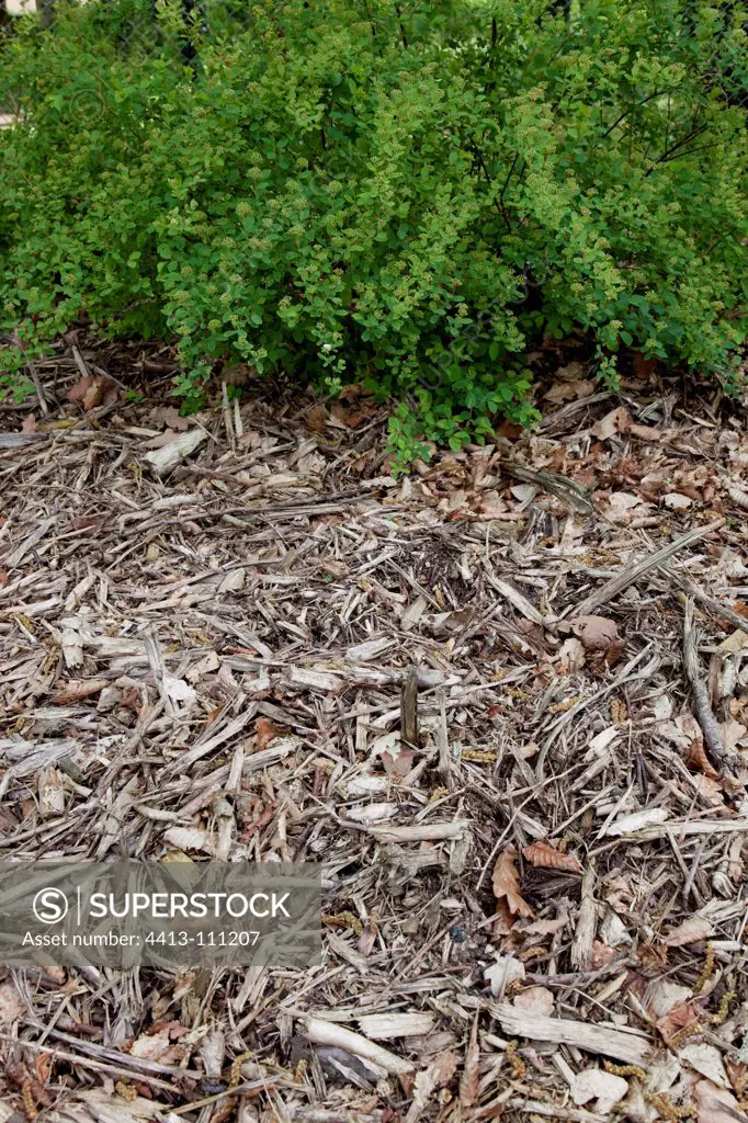 Mulching of wood chips on the foot of a shrub