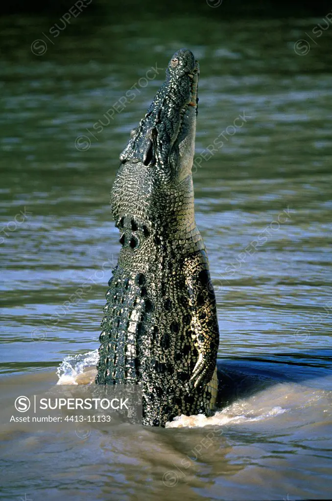 Salt water Crocodile drawing up out of water Australia
