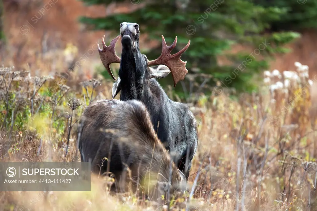 Bull Moose capturing odors during the rut Quebec Canada