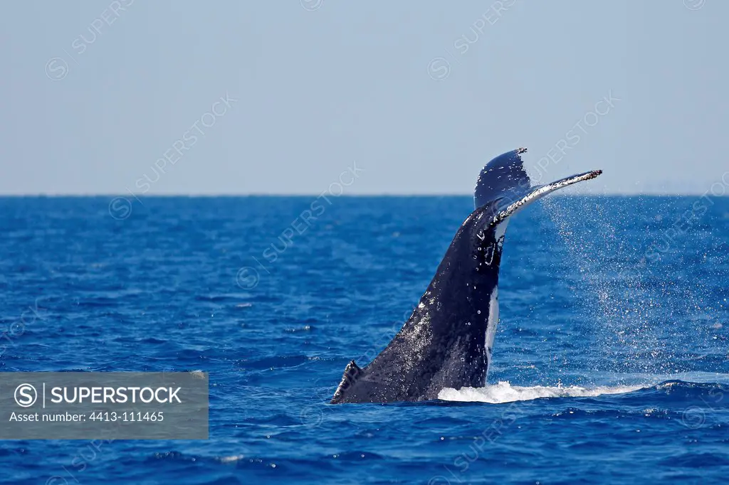 Humpback Whale plunging Hervey Bay Australia