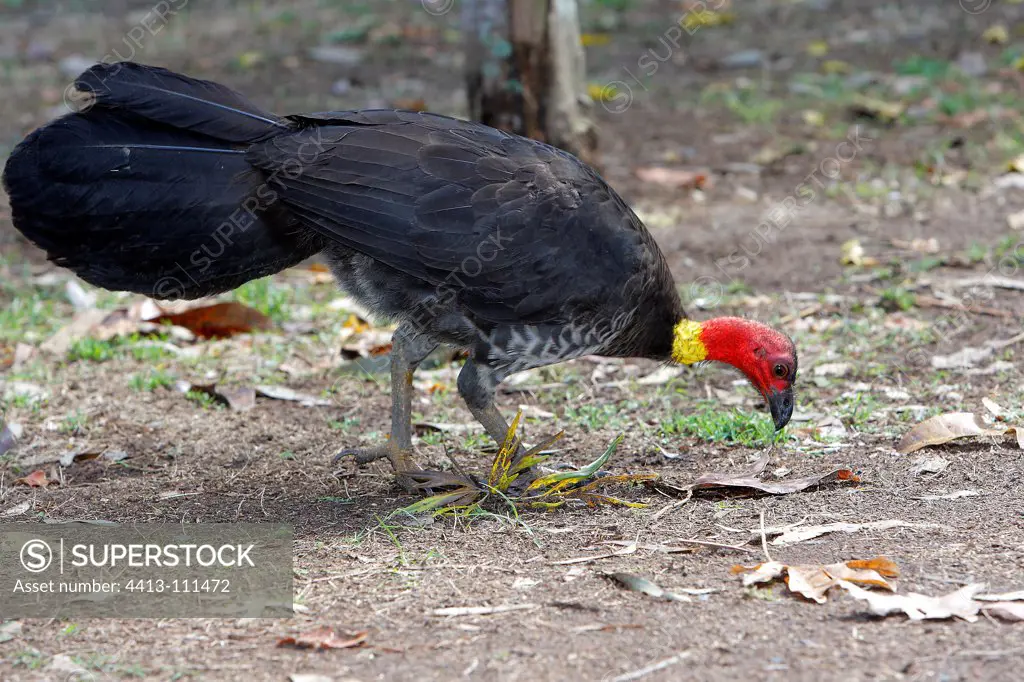 Australian Brush-turkey pecking the ground Australia