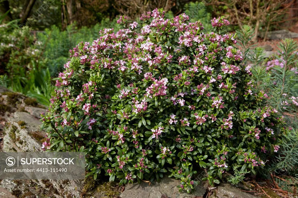Daphne 'Rosy Wave' in bloom in a garden