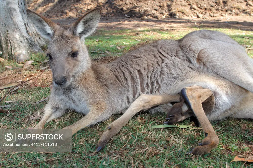 Eastern Grey Kangaroo and baby in the pocket Australia