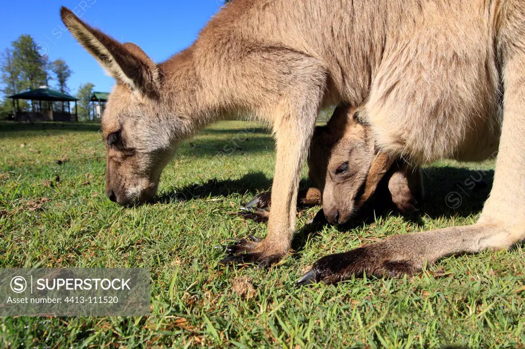Eastern Grey Kangaroo and joey in the pocket Australia