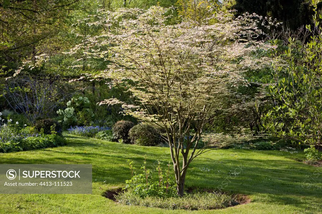 Japanese zelkova 'Variegata' in a garden in spring